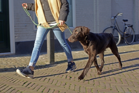 Persoon wandelt met hond